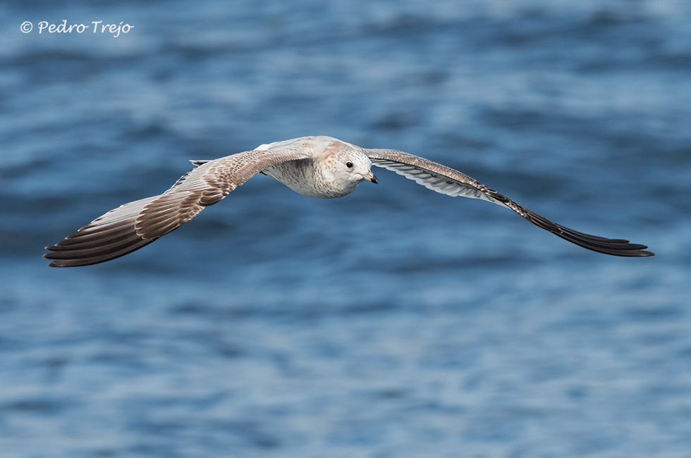 Gaviota cana (Larus canus)